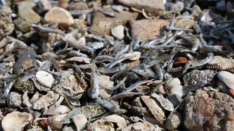 İzmir Körfezi’nde korkutan görüntü: Binlerce balık kıyıya vurdu