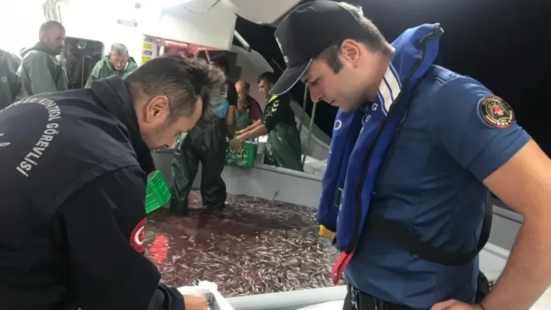 Hamsi avcılığına kota getirildi, gemi sahipleri için son başvuru tarihi 6 Eylül