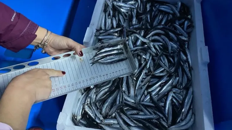 Hamsi avcılığına kota getirildi, gemi sahipleri için son başvuru tarihi 6 Eylül