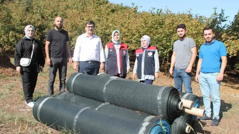 Fındıkta fileyle hasat maliyetleri düşürüyor