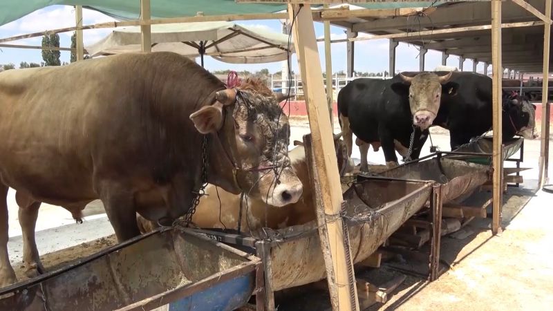 Şap Hastalığı Çok Hızlı Bulaşıyor!