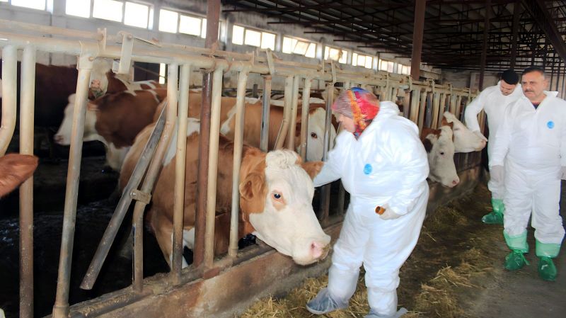 Iğdır’da Şap Hastalığı Alarmı!