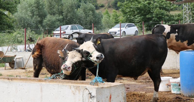 Samsun’da Hayvan Pazarları Tedbiren Kapatıldı