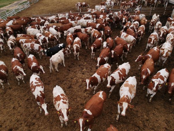 Şap Hastalığını Tedavi Etmek Mümkün