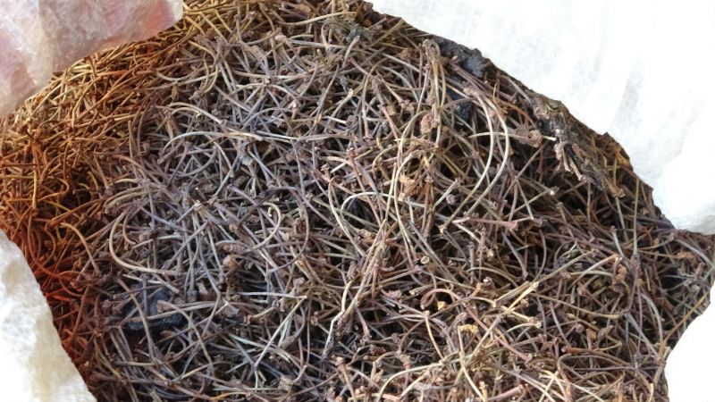 Aktarlarda İşler Tıkırında!