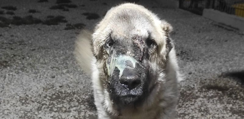 Tedavi Edildi Sağlığına Kavuşturuldu