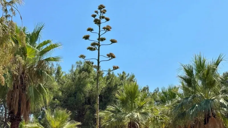 Bu bitkiyi koparmanın cezası 387 bin TL