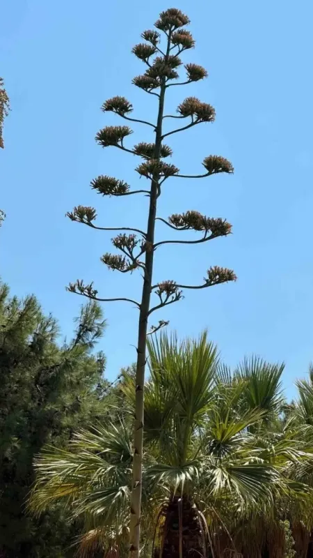 Bu bitkiyi koparmanın cezası 387 bin TL