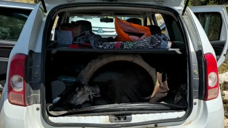 Yaban keçisi avlayan 2 şahsa 1 milyon 315 bin TL ceza kesildi