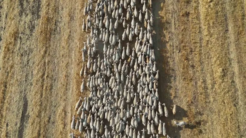 Hayvan sahipleri isyan etti: ‘Türk çoban kalmadı’