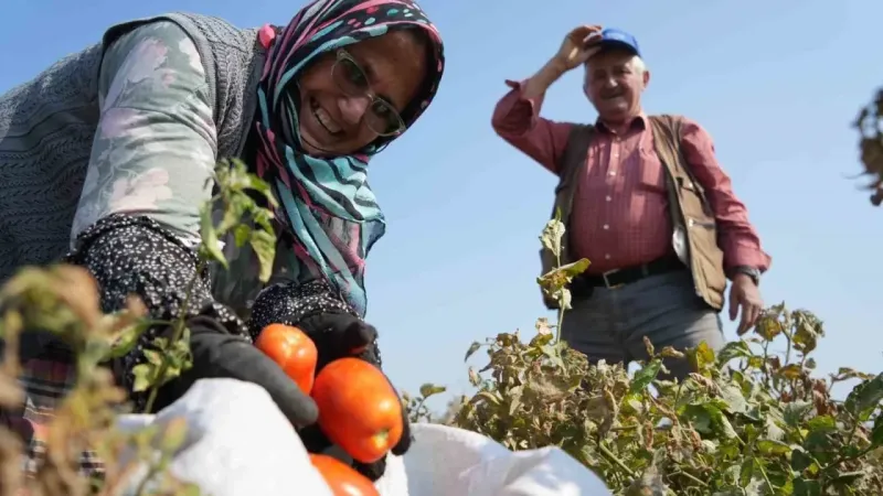 Domates tarlada kalmayacak, Bakanlıktan salça fabrikalarına destek geldi