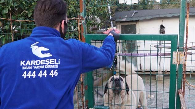 Kardeş Eli Derneği sokak hayvanlarının yanında
