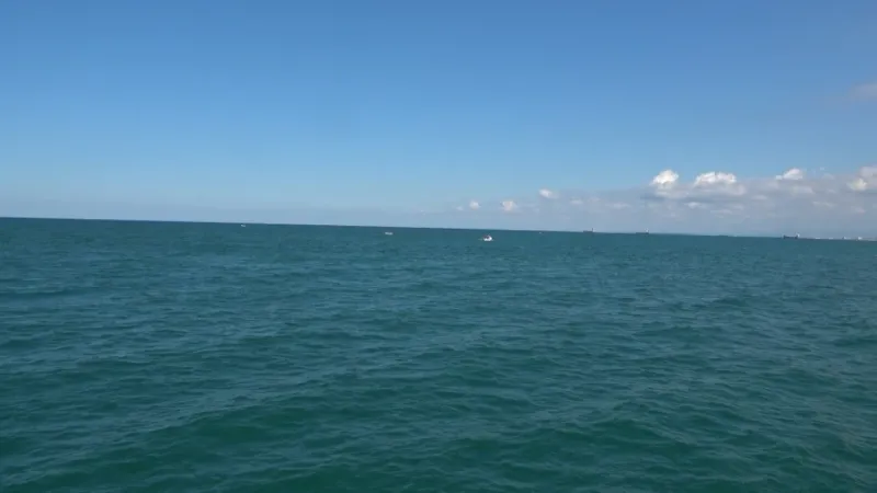 Karadeniz’deki yeni tehlike: Rhizostoma türü denizanası