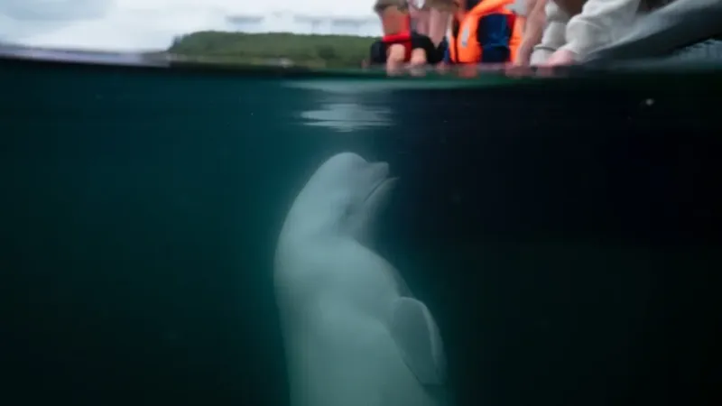 Rusya’nın casus balinası “Hvaldimir” Norveç’te ölü bulundu