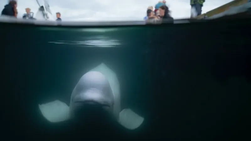 Rusya’nın casus balinası “Hvaldimir” Norveç’te ölü bulundu Rusya’nın casus balinası “Hvaldimir” Norveç’te ölü bulundu