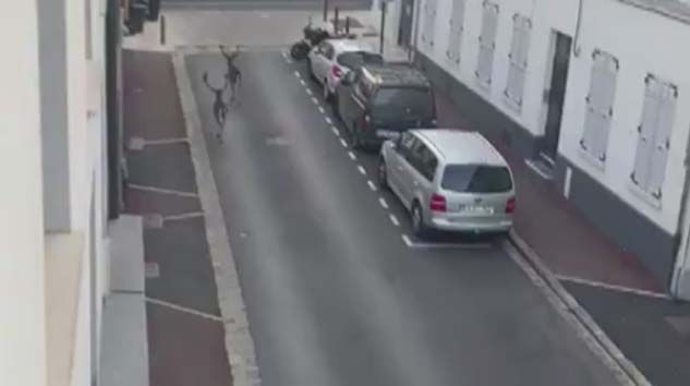 Paris sokaklarına geyikler indi