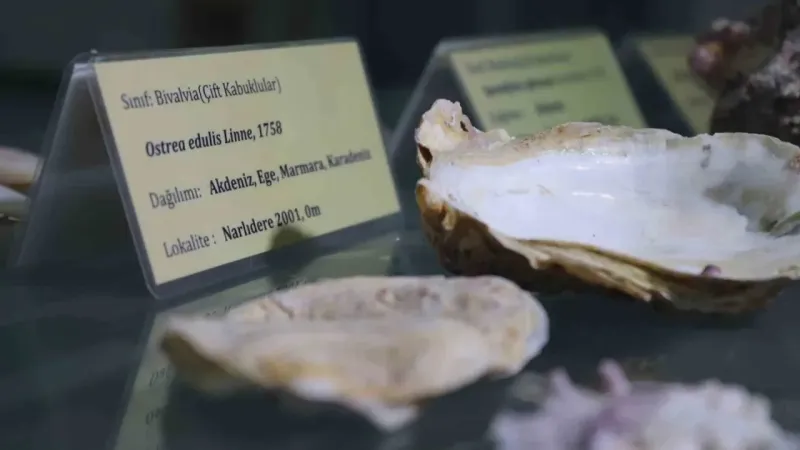 Körfezin temizliği için ‘istiridye’ önerisi