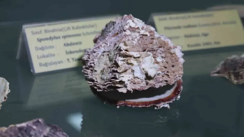 Körfezin temizliği için ‘istiridye’ önerisi