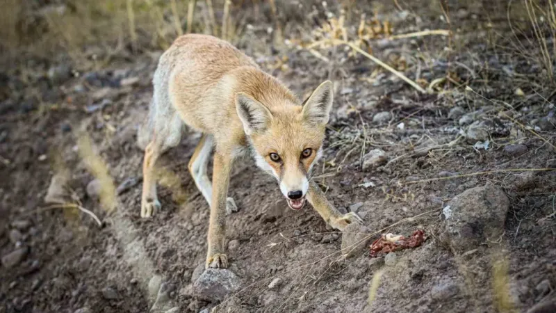 “Yaban hayvanları zararsız” dediği anda tilkinin saldırısına uğradı