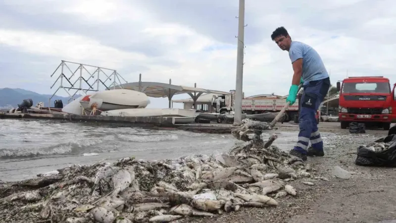 İzmir Körfezi’nde balık ölümleri sürüyor