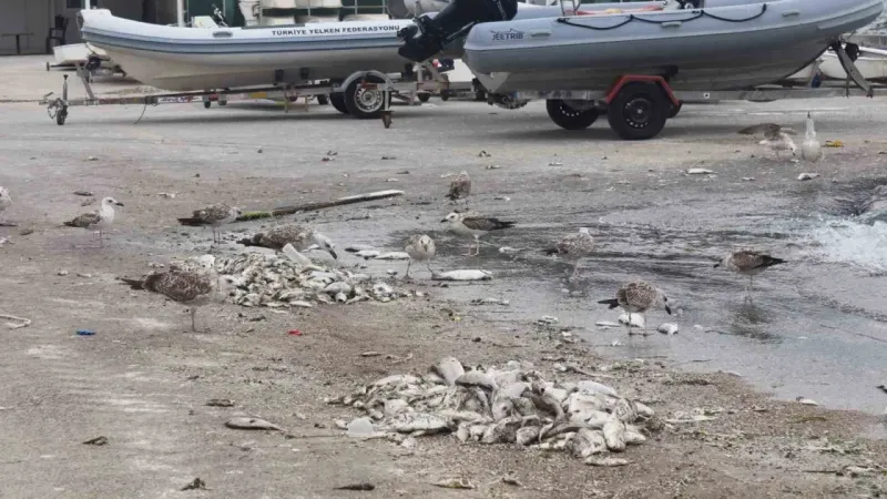 İzmir Körfezi’nde balık ölümleri sürüyor