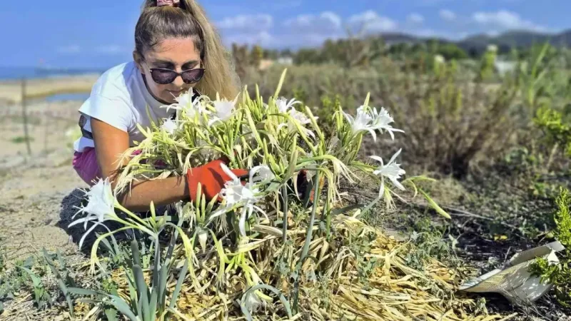 Alanya’da koparılması 387 bin TL ceza olan kum zambakları koruma altına alındı Alanya’da koparılması 387 bin TL ceza olan kum zambakları koruma altına alındı