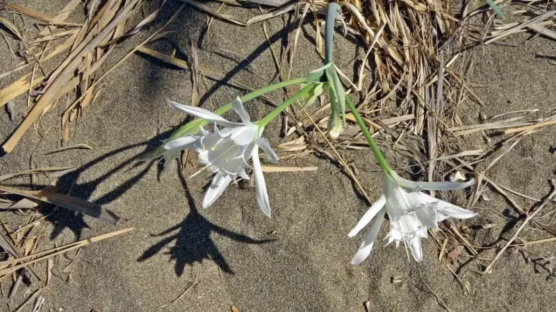 Alanya’da koparılması 387 bin TL ceza olan kum zambakları koruma altına alındı Alanya’da koparılması 387 bin TL ceza olan kum zambakları koruma altına alındı