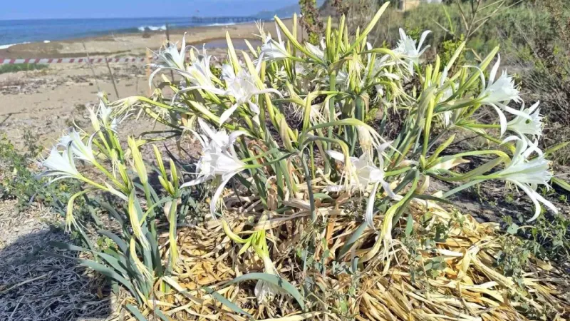 Alanya’da koparılması 387 bin TL ceza olan kum zambakları koruma altına alındı Alanya’da koparılması 387 bin TL ceza olan kum zambakları koruma altına alındı