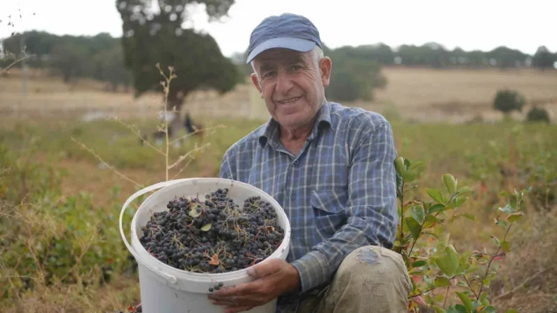 Dünya’da "süper meyve" olarak biliniyor, ilk hasadı yapıldı: Kilosu 200 lira Dünya’da "süper meyve" olarak biliniyor, ilk hasadı yapıldı: Kilosu 200 lira