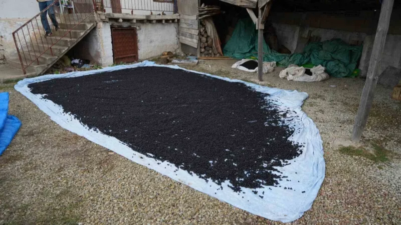 Dünya’da "süper meyve" olarak biliniyor, ilk hasadı yapıldı: Kilosu 200 lira Dünya’da "süper meyve" olarak biliniyor, ilk hasadı yapıldı: Kilosu 200 lira