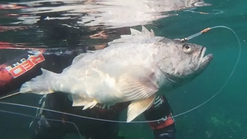 Dalgıçlar kaydetti, istilacı tür İzmit Körfezi’nde