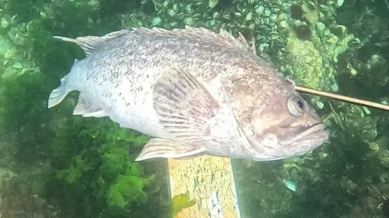 Dalgıçlar kaydetti, istilacı tür İzmit Körfezi’nde