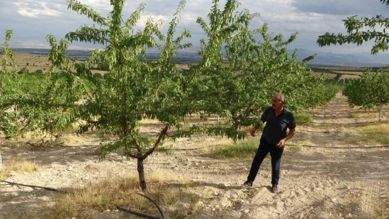 Kayısıya alternatif olarak yetiştirdiği bademlerden yüksek verim elde etti