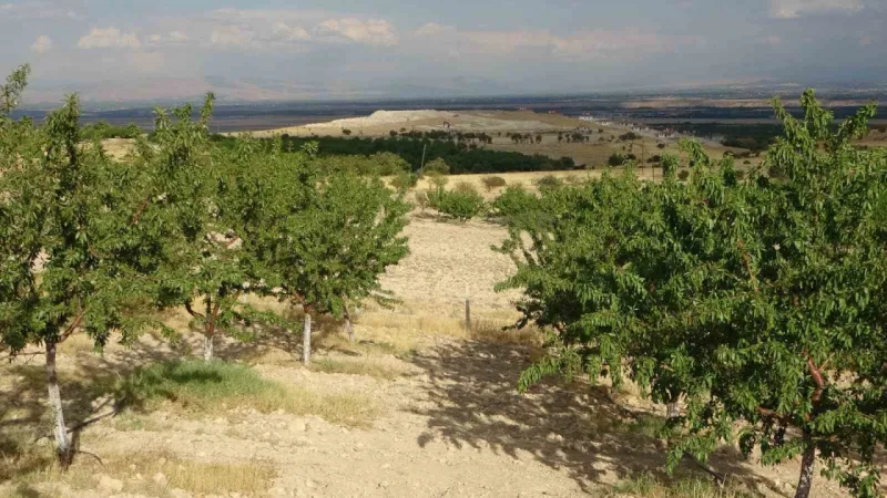 Kayısıya alternatif olarak yetiştirdiği bademlerden yüksek verim elde etti