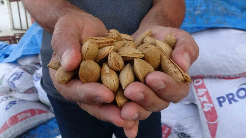 Kayısıya alternatif olarak yetiştirdiği bademlerden yüksek verim elde etti
