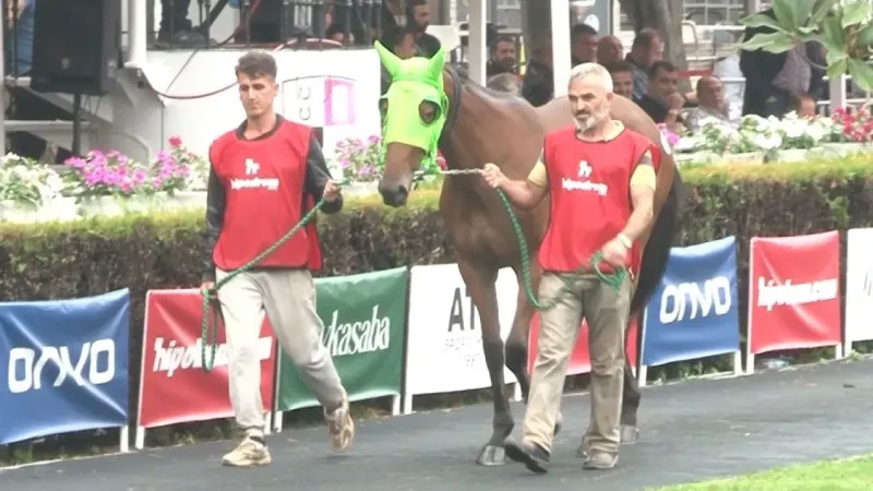 Kendilerinden önce fiyatları koştu, safkan 30 taydan sadece 3’ü satıldı Kendilerinden önce fiyatları koştu, safkan 30 taydan sadece 3’ü satıldı