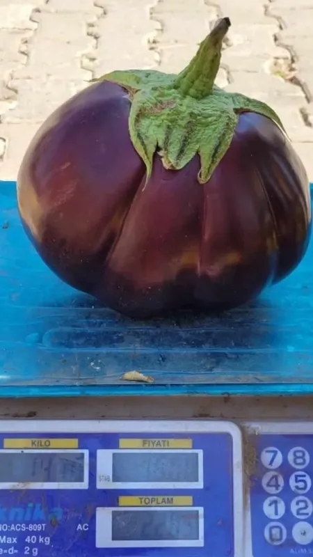 Karpuz gibi patlıcan: 1.5 kilo ağırlığında