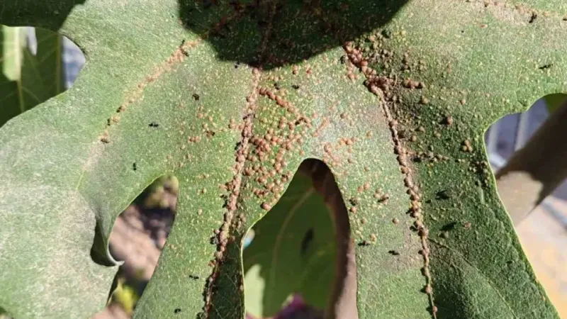 İncir bahçelerinde ’Kanlı balsıra’ tehdidi