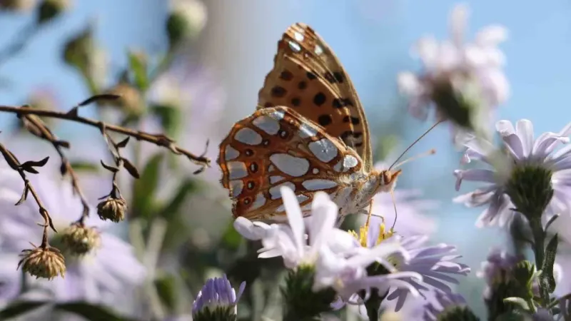 Ilgaz Dağı’nda ‘İspanyol kraliçesi’ görüntülendi Ilgaz Dağı’nda ‘İspanyol kraliçesi’ görüntülendi