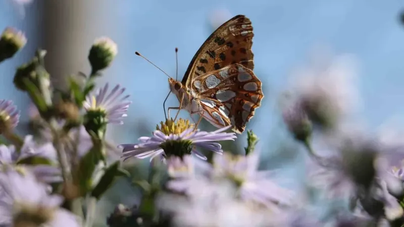 Ilgaz Dağı’nda ‘İspanyol kraliçesi’ görüntülendi Ilgaz Dağı’nda ‘İspanyol kraliçesi’ görüntülendi