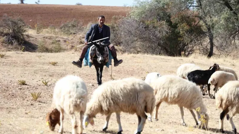 Sürü sahipleri aylık 70 bin artı 30 GB internete çalıştıracak çoban bulamıyor