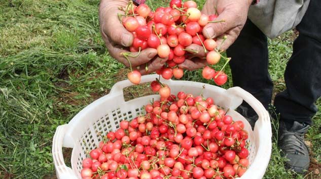 Kuzey yarımkürenin ilk kirazı pazara düştü, 400 liradan alıcı buldu