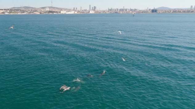 İstanbul Boğazı yunuslara kaldı