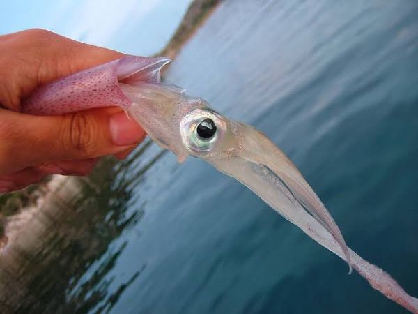 Yöre halkının geçim kaynağı oldu!