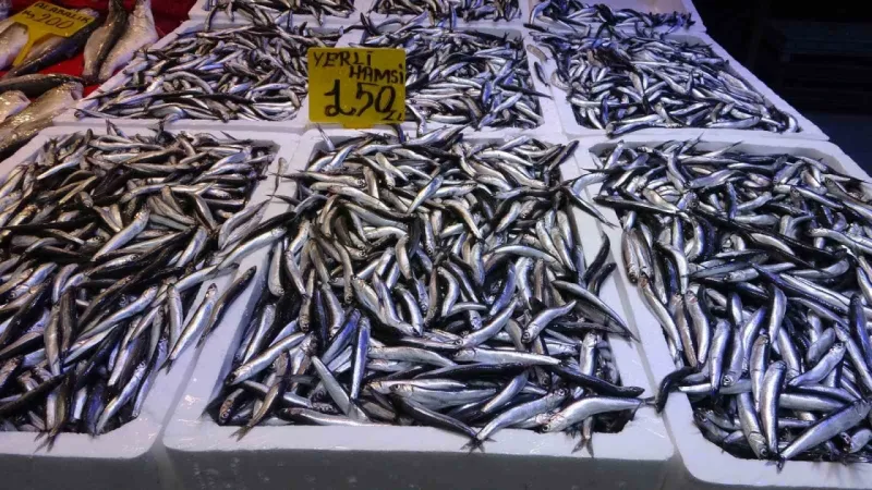 Hamsi fiyatlarında artış yaşanıyor Hamsi fiyatlarında artış yaşanıyor