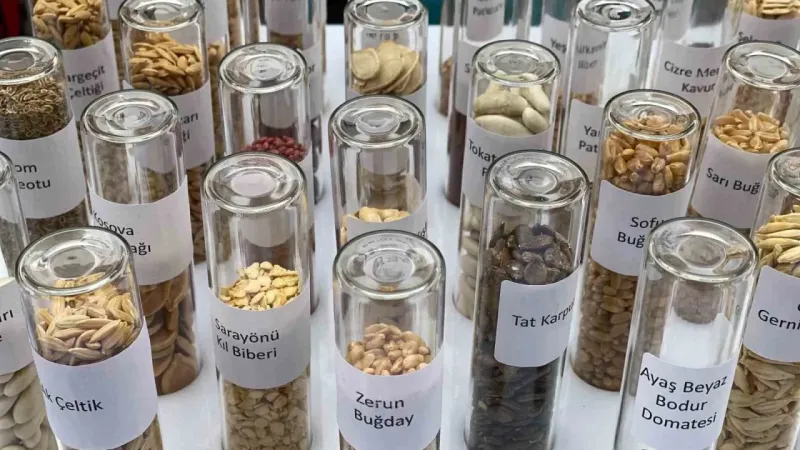 Tarım Kredi Kooperatiflerinde ata tohumu dönemi başlıyor Tarım Kredi Kooperatiflerinde ata tohumu dönemi başlıyor