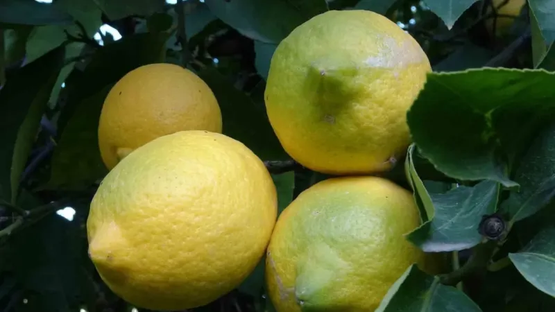 Limonda yoğun hasat dönemi Limonda yoğun hasat dönemi