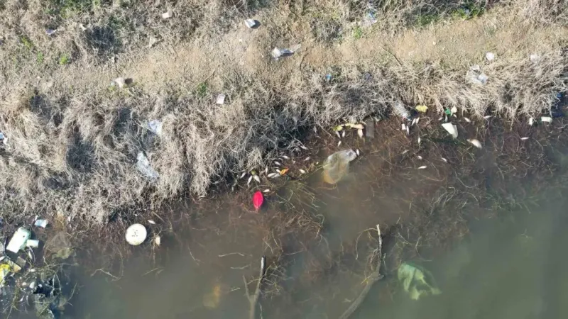 İstanbul’da korkutan görüntü, yüzlerce balık ölüsü kıyıya vurdu İstanbul’da korkutan görüntü, yüzlerce balık ölüsü kıyıya vurdu