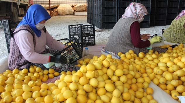İç piyasaya sürülmeyen limon çürüyor