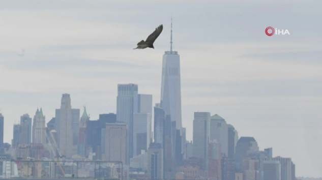 Akbabalar New York’un üzerinde uçmaya başladı